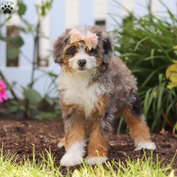 Ember, Mini Bernedoodle Puppy